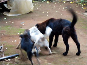 投毒狗主人获刑4年：正义终至，法律守护生命安全